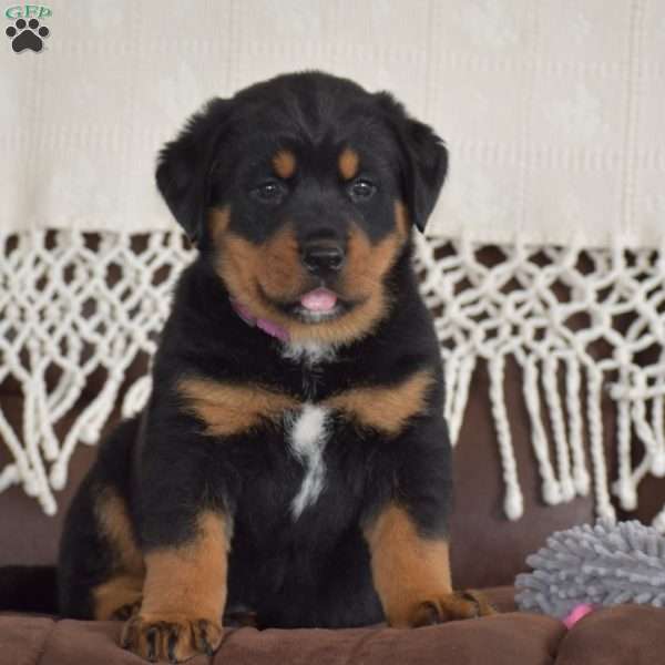 Aurora, Bernese Mountain Dog Mix Puppy